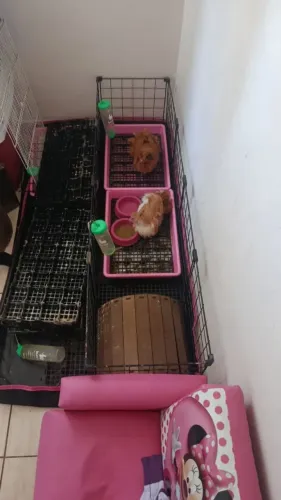 porquinho da índia