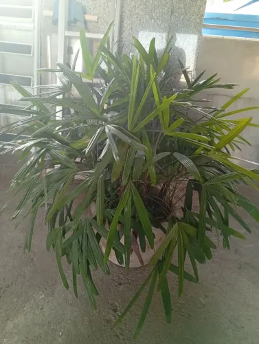 Linda planta