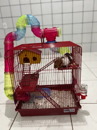 Hamster