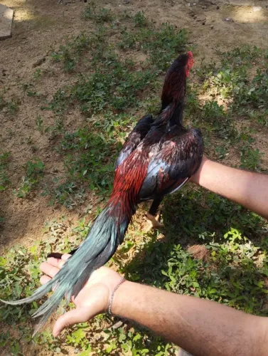 Vendo frango