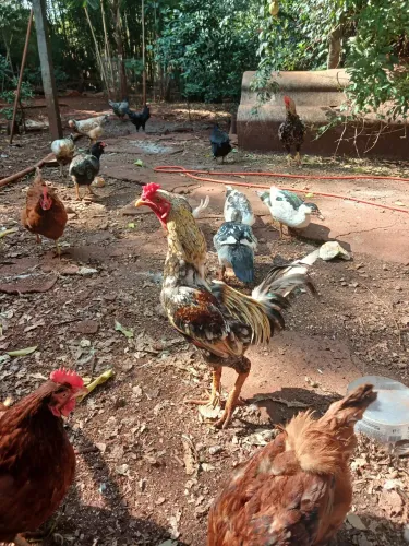 Pato e galo