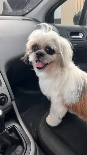 Shitzu