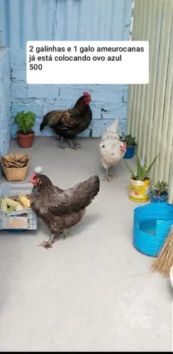 Galinha e galo aumeuracana