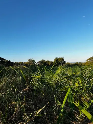 Venda de gueiroba