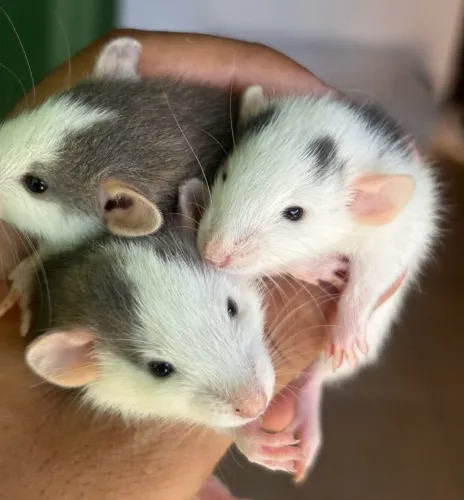 Filhotes de rato dumbo, ótimos pets