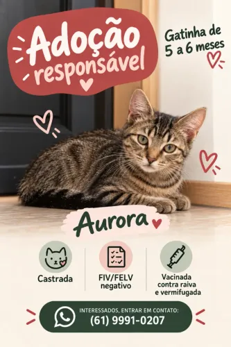Filhote castrada testada vacinada