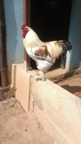 Galo Brahma 