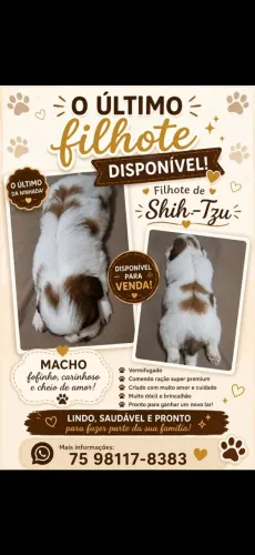 Shitzu
