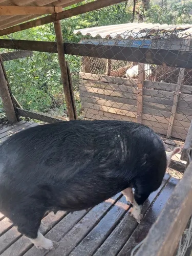 Porco caipira 