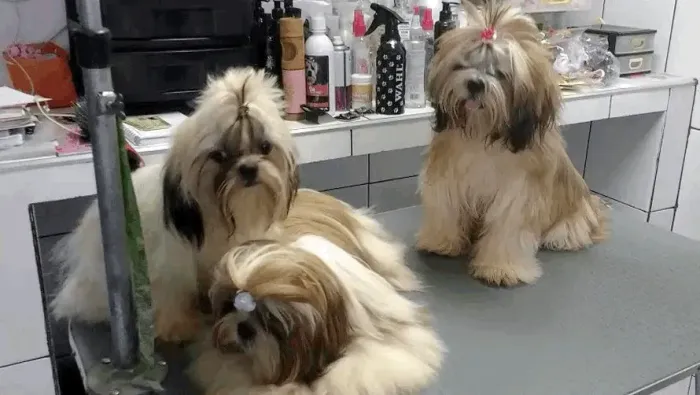 Shihtzu plantel