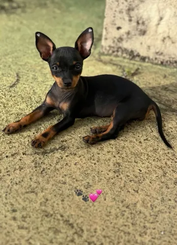 Lindos filhotes de pinscher 00