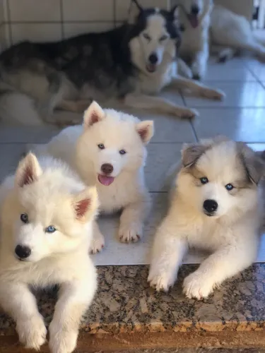 Husky siberiano