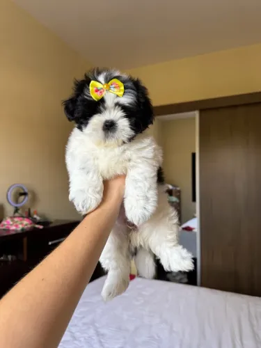 Shih tzu fêmea mini pandinha legítima