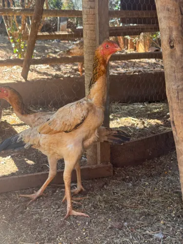 Frangos e frangas índio gigante