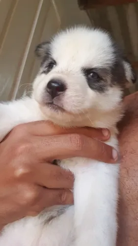 Filhote de Husky fêmea