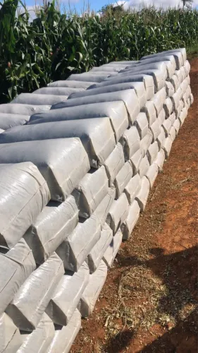 Silo de milho 