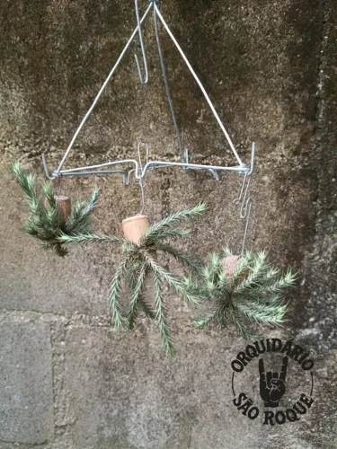 Mini Tillandsia Tricholepis (Planta Do Ar) montada em rolha.