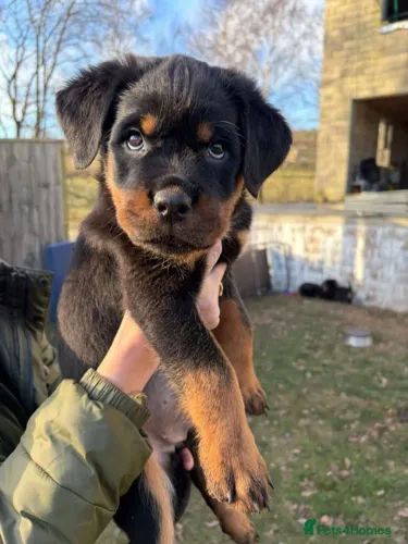 Filhotes rottweiler de linhagem selecionada super saudáveis e ativos