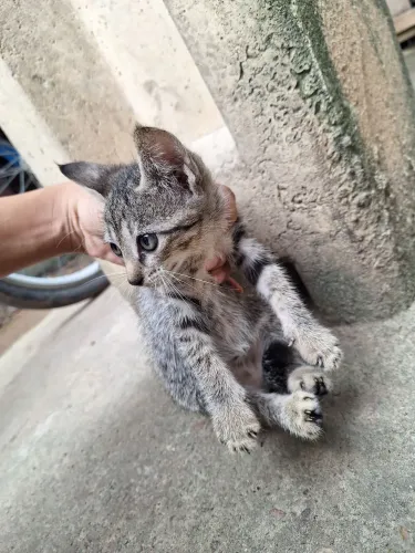 Gatinhos