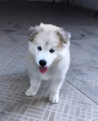 Filhote de husky siberiano wolly 