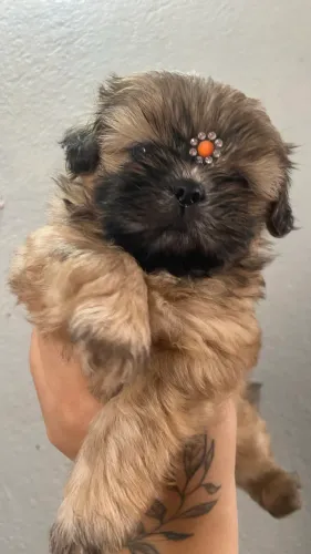 Fêmea shih tzu 43 dias