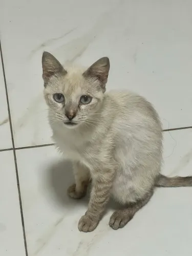 Gata para adoção