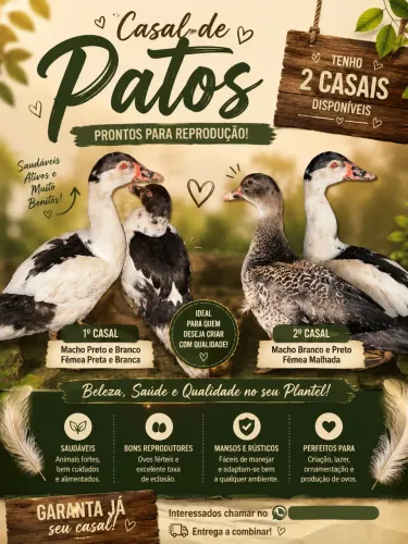 Casal de patos