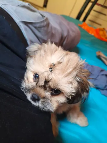 Filhote de Lhasa apso fêmea