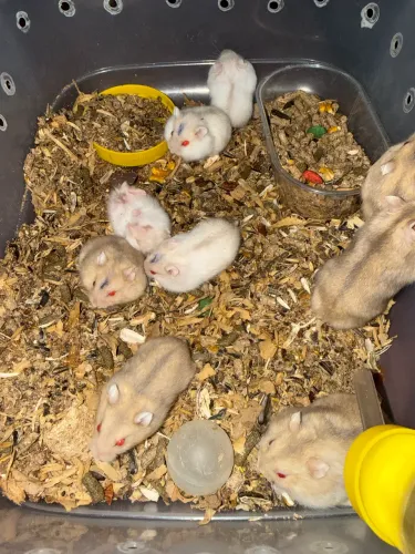 Hamsters 