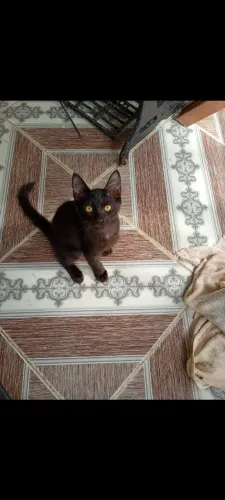 Gato Adoção.