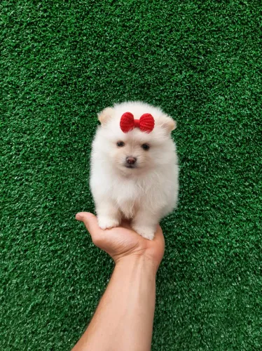 Lulu da Pomerânia mini Macho e Fêmea na Promoção