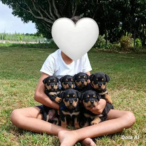 Vendo filhotes de rottweiler