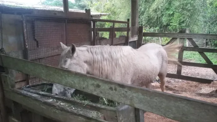 Cavalo mangalarga marchador marcha picada