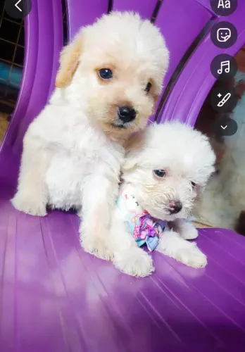 Poodles
