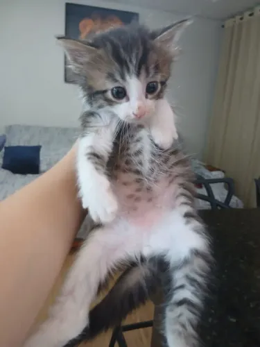 Doação de 3 gatinhos 