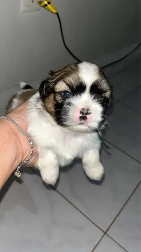 Shihtzu macho puro