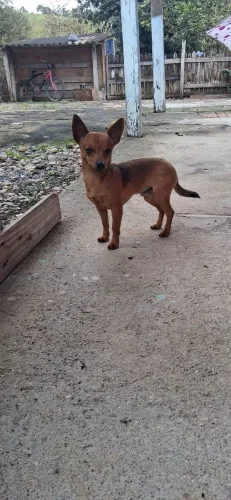 Vendo filhote de pinscher