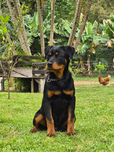 Rottweiler Macho lindo / 4 meses