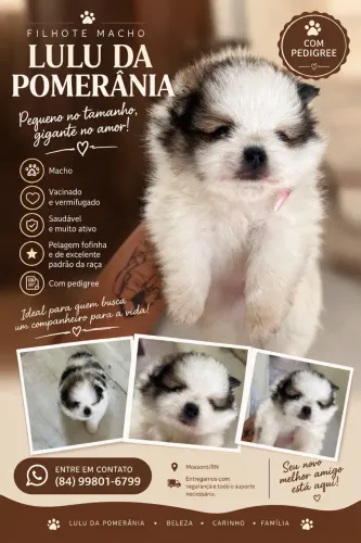 Filhote da Lulu da pomerania
