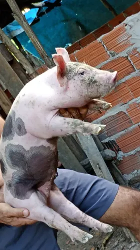 Vendas suíno de raça 