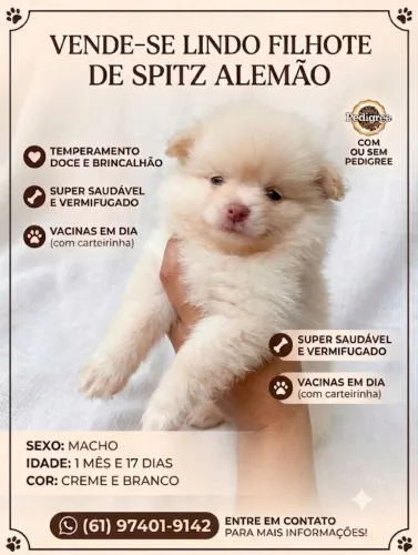 Spitz alemão macho