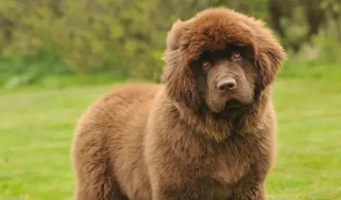 Filhotes de Cães Terra Nova legítimos