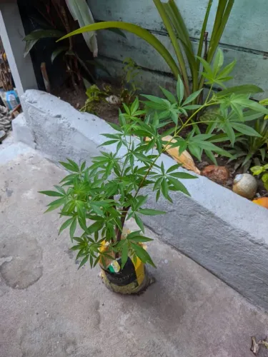 Venda de mudas 
