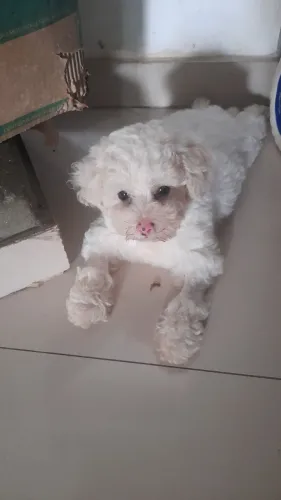 Poodle
