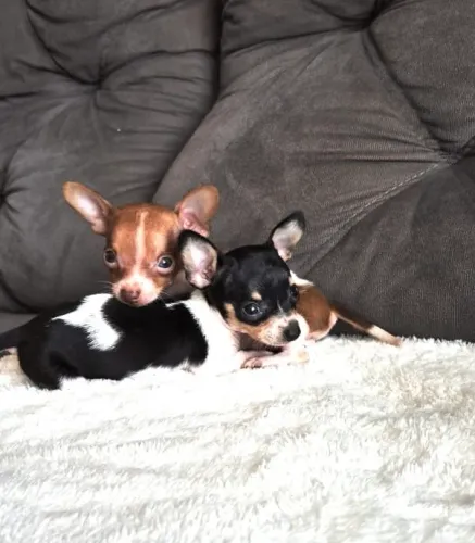 PINSCHER BICOLOR 00 de BOLSO (Macho e Fêmea) 