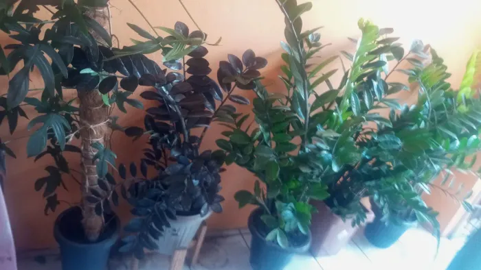 Plantas