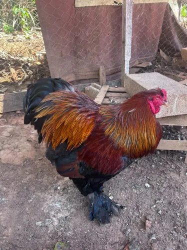 Vendi casal de galinhas Brahma Perdiz