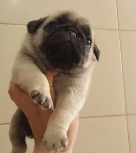 Pug