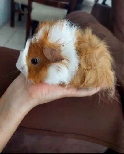 Porquinho da índia 