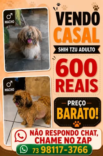 OShitzu casal( NAO RESPONDO CHAT , FAVOR CHAMAR NO ZAP *)